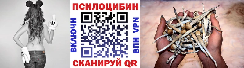 blacksprut онион  Козловка  Галлюциногенные грибы Psilocybine cubensis 